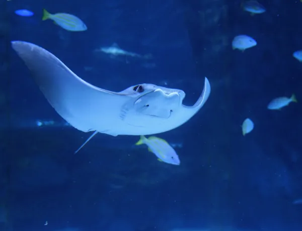 Cownoseray at Coex aquarium