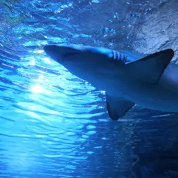 Sandtiger shark at SEA LIFE COEX, Seoul Aquarium