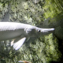 Alligator gar at SEA LIFE COEX, Seoul Aquarium