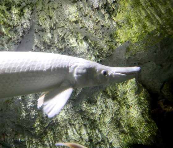 Alligator gar at SEA LIFE COEX, Seoul Aquarium