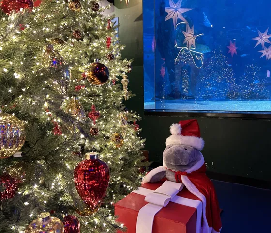 23 크리스마스 매너티