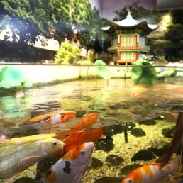 코엑스 아쿠아리움의 비단잉어