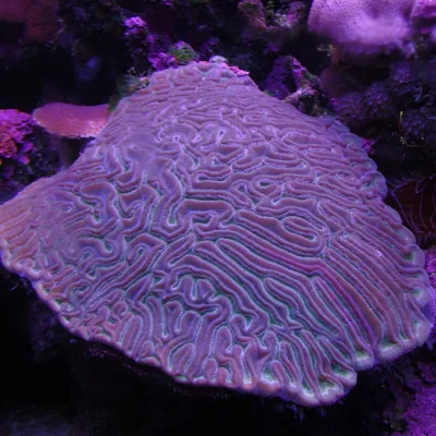 Purple Flat Brain Coral