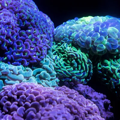 Coral David Clode 585336 Unsplash