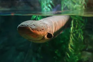 코엑스 아쿠아리움의 전기 뱀장어