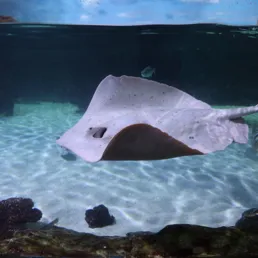 코엑스 아쿠아리움의 가오리