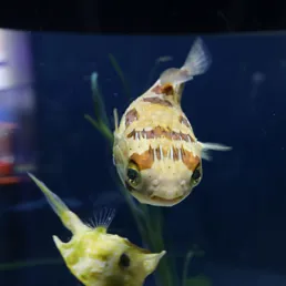 Long-spine porcupinefish at SEA LIFE COEX, Seoul Aquarium