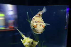 Long-spine porcupinefish at SEA LIFE COEX, Seoul Aquarium