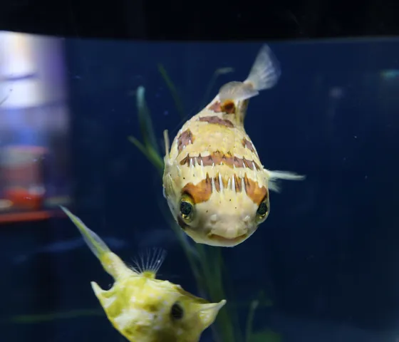 Long-spine porcupinefish at SEA LIFE COEX, Seoul Aquarium