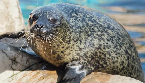 Seal 1