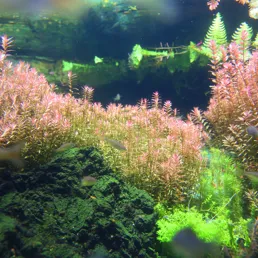 Story of Korean fish