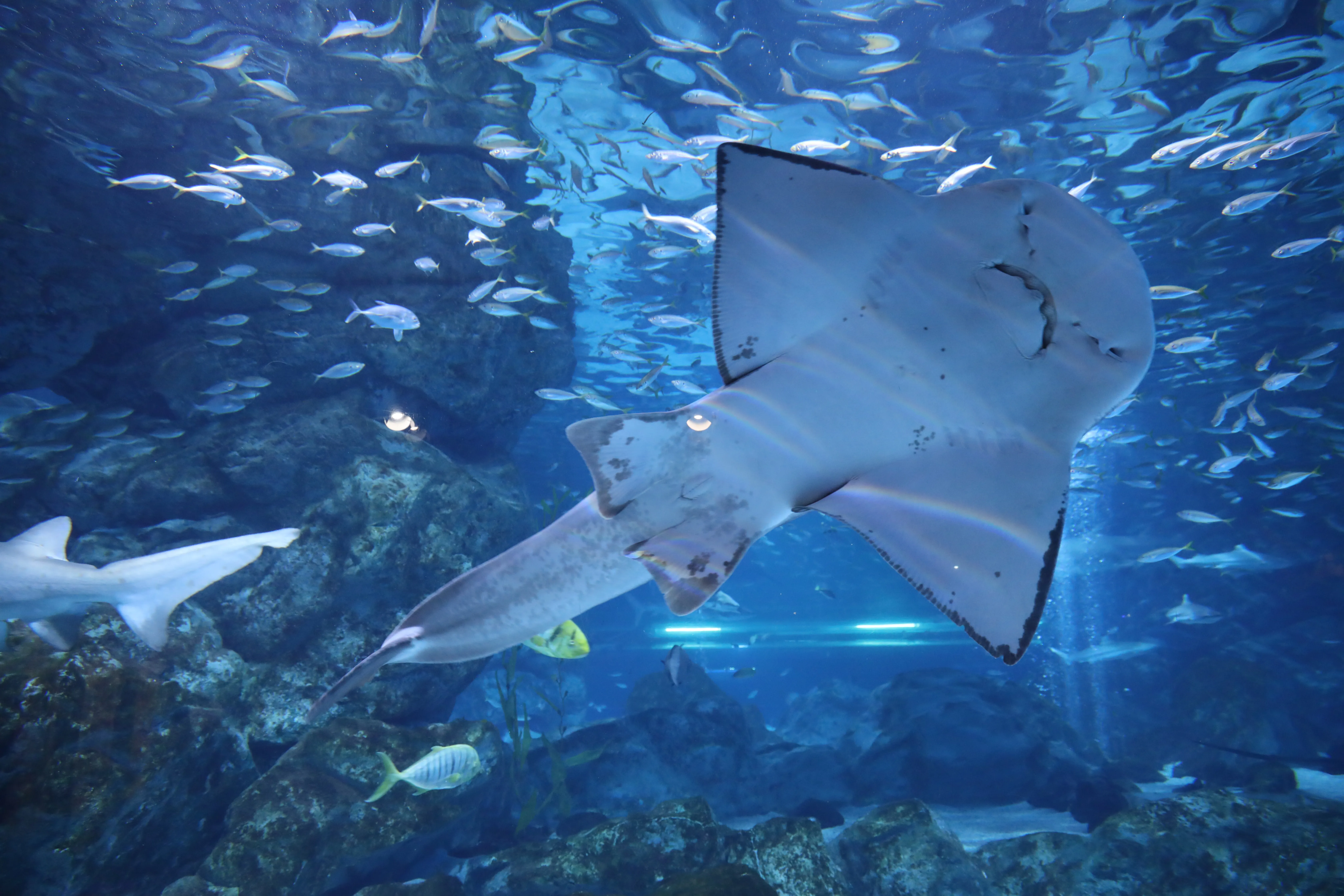 Shark ray at SEA LIFE COEX, Seoul Aquarium
