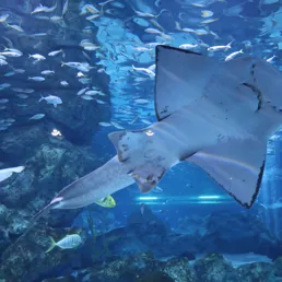 Shark ray at SEA LIFE COEX, Seoul Aquarium