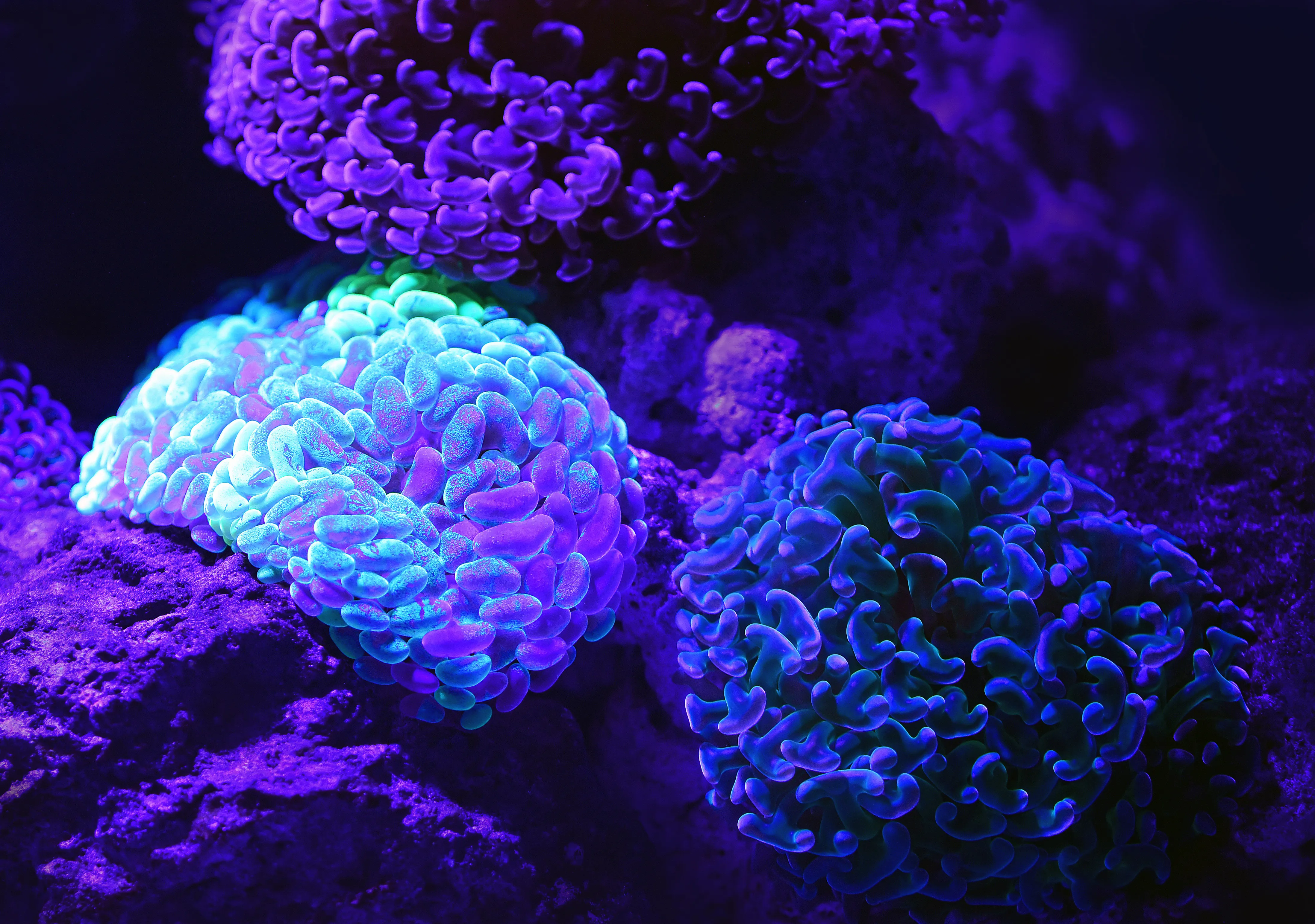 Coral David Clode 483981 Unsplash