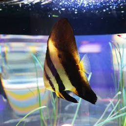 Longfin batfish at SEA LIFE COEX, Seoul Aquarium
