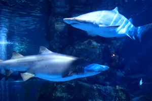 Sandtiger shark at Coex aquarium