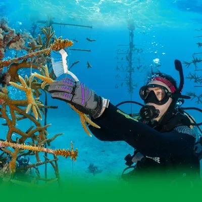 Conservation Coral
