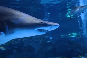 Sand Tiger Shark at COEX Aquarium