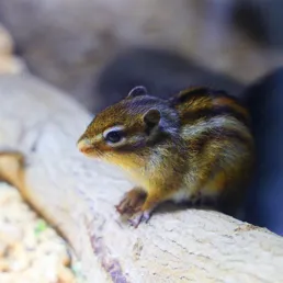 squirrel at Coex aquarium