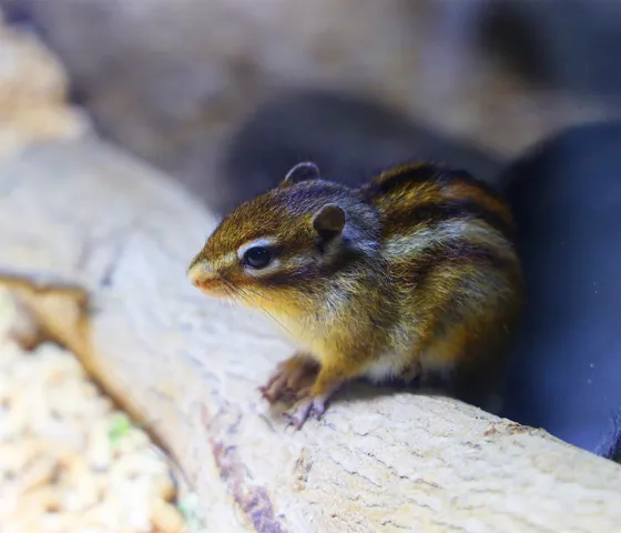 코엑스 아쿠아리움의 다람쥐