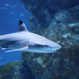 Blacktip reef shark at SEA LIFE COEX, Seoul Aquarium