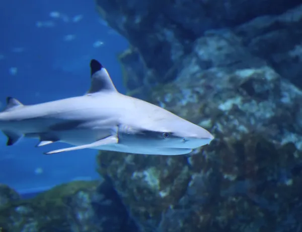 Blacktip reef shark at SEA LIFE COEX, Seoul Aquarium