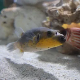 Blackspotted puffer at SEA LIFE COEX, Seoul Aquarium