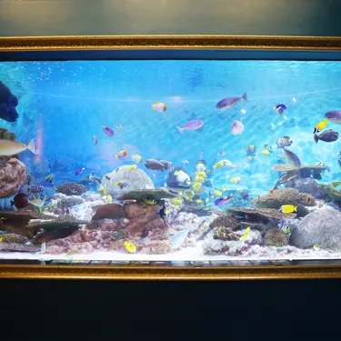 코엑스 아쿠아리움의 산호미술관