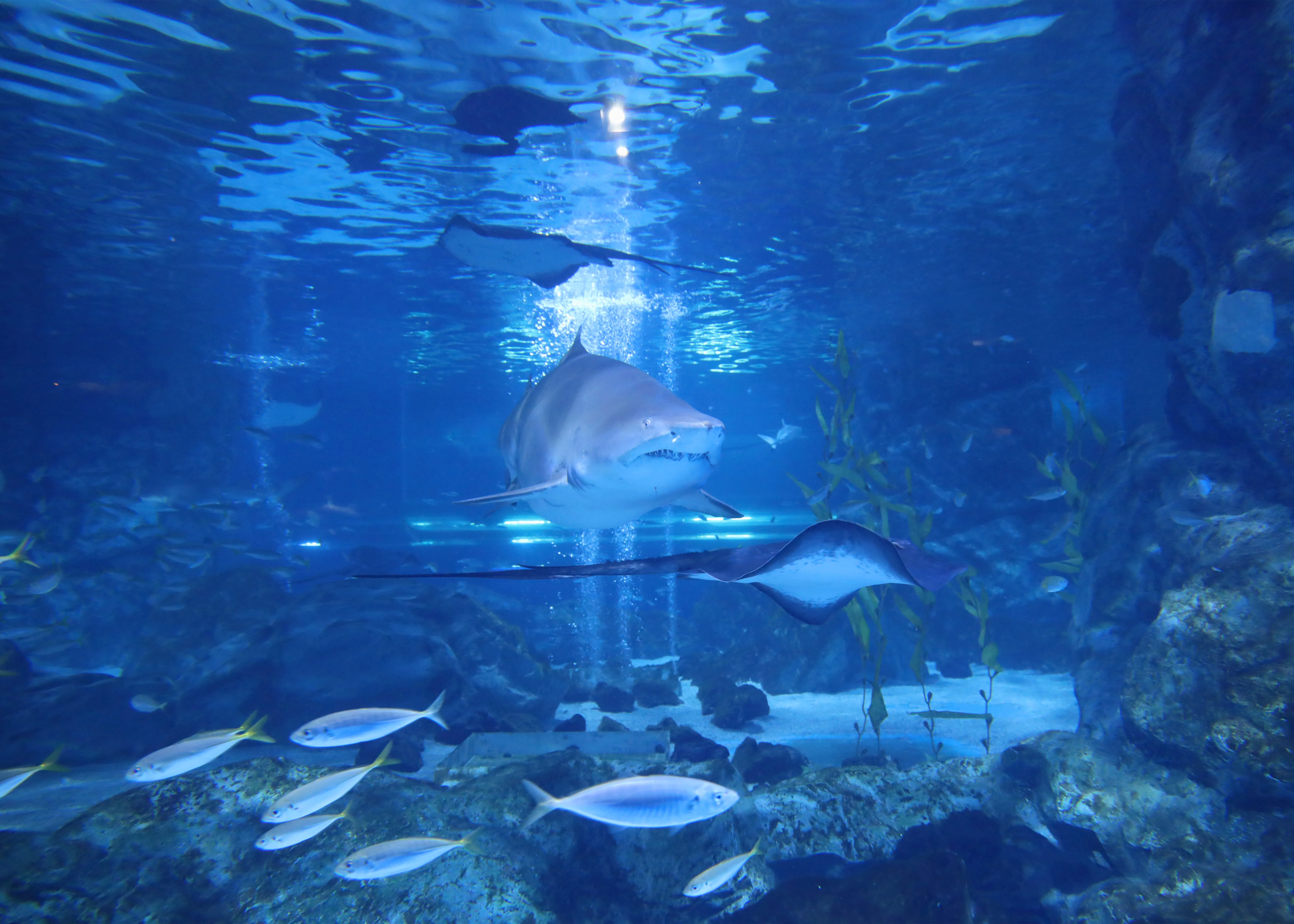 Sandtiger shark at SEA LIFE COEX, Seoul Aquarium