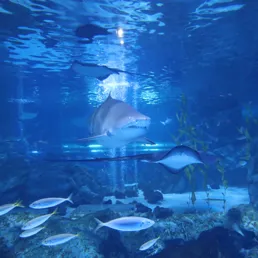Sandtiger shark at SEA LIFE COEX, Seoul Aquarium