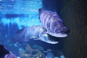 코엑스 아쿠아리움의 피라루쿠