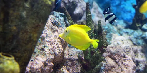 코엑스 아쿠아리움의 옐로우 탱