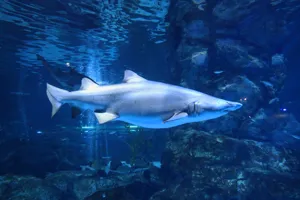 Sandtiger Shark at COEX Aquarium