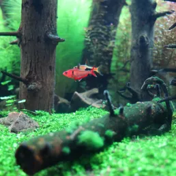 아마조니아 월드