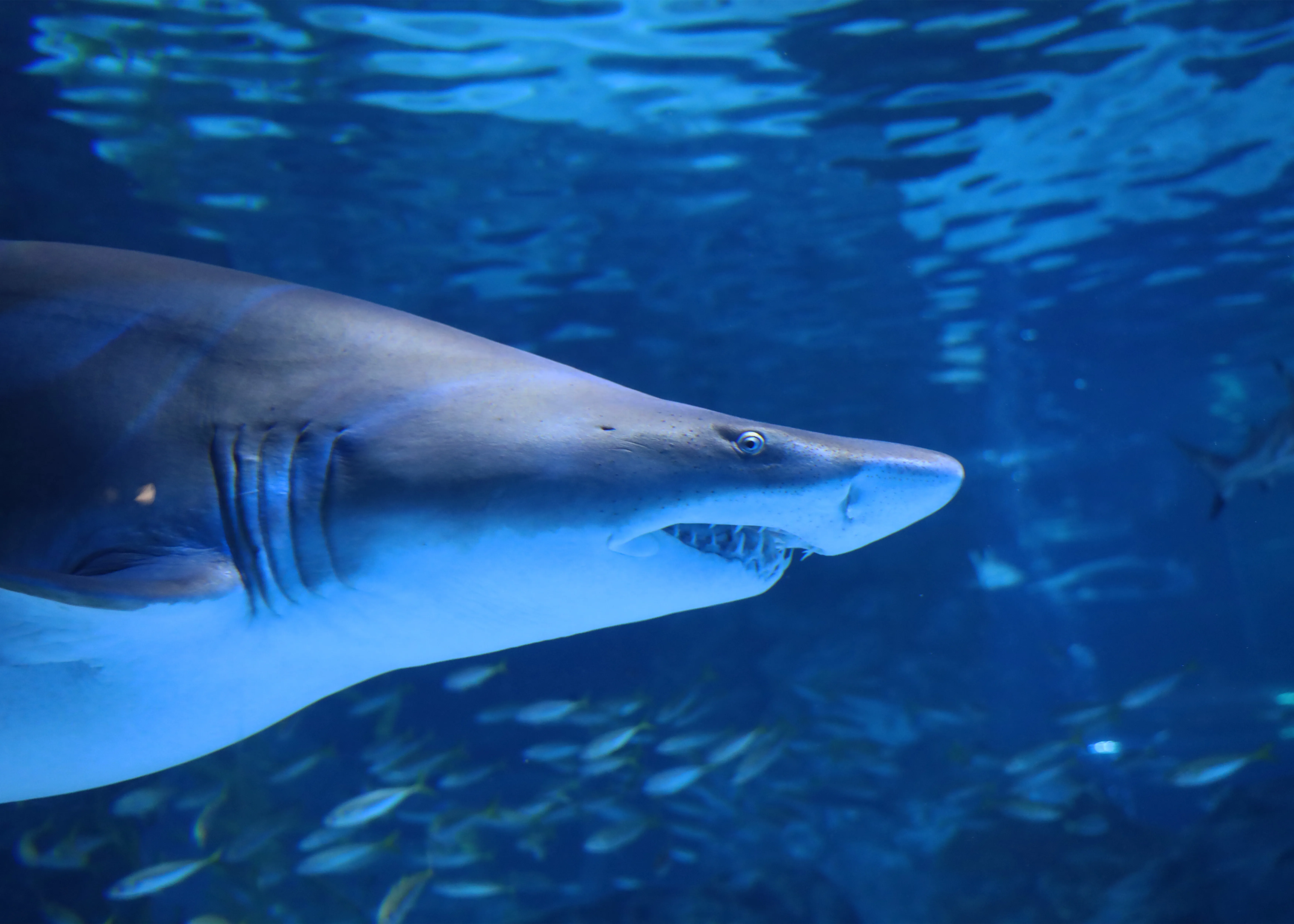 Sandtiger shark at SEA LIFE COEX, Seoul Aquarium