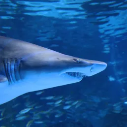 Sandtiger shark at SEA LIFE COEX, Seoul Aquarium