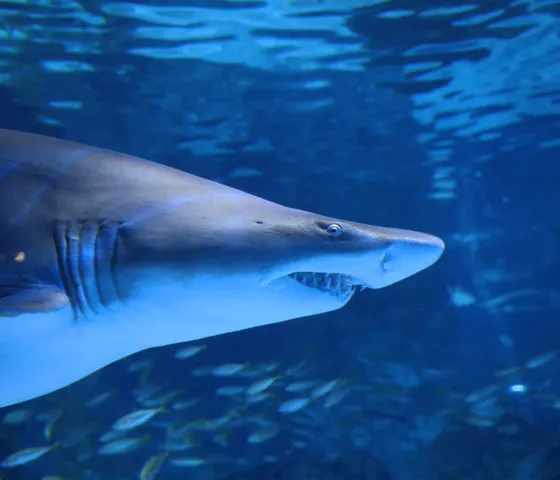 Sandtiger shark at SEA LIFE COEX, Seoul Aquarium