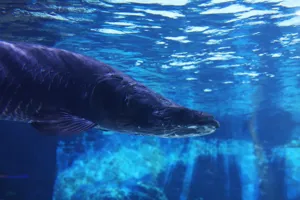 코엑스 아쿠아리움의 피라루쿠