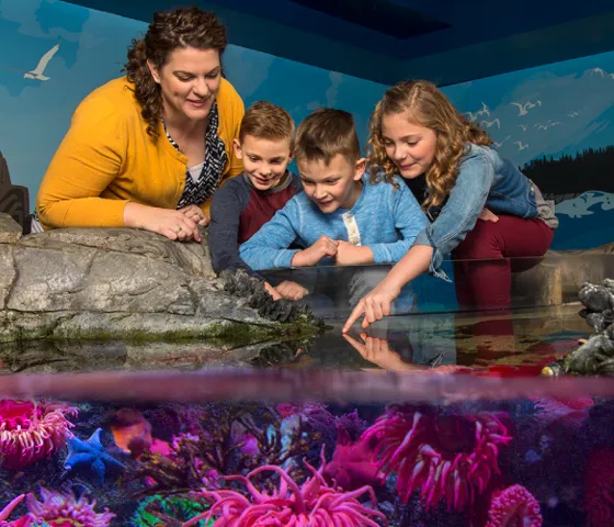 Touchpool 7 5 | SEA LIFE Aquarium