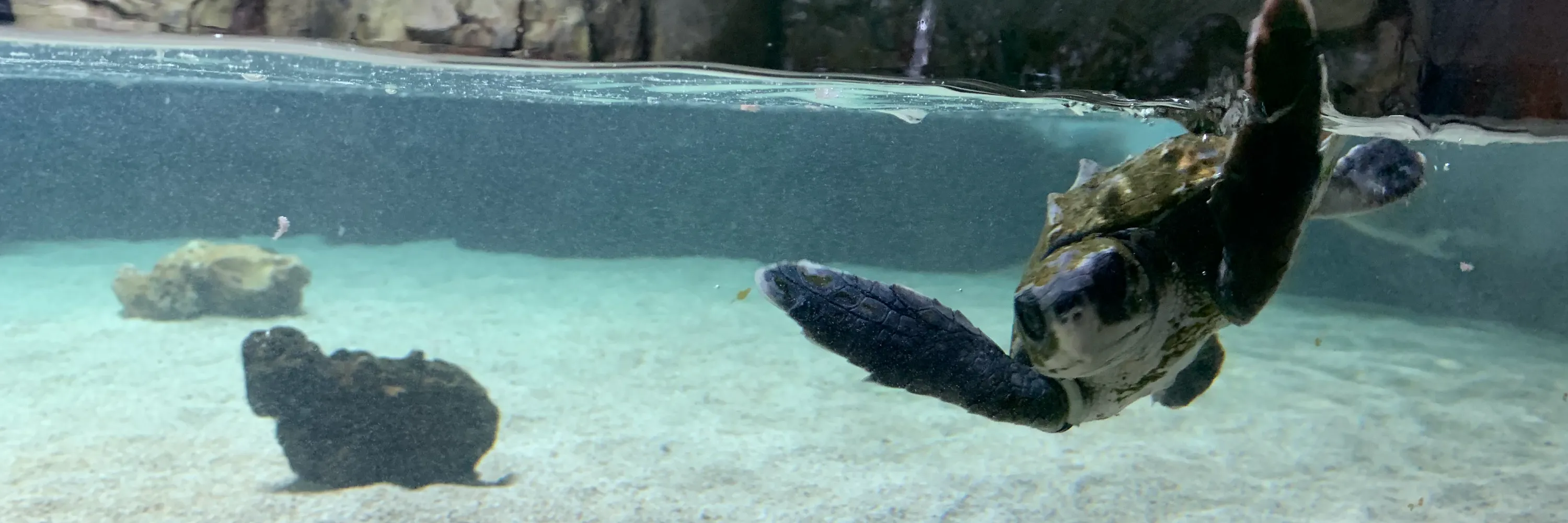 Rescued Sea Turtles at SEA LIFE Grapevine