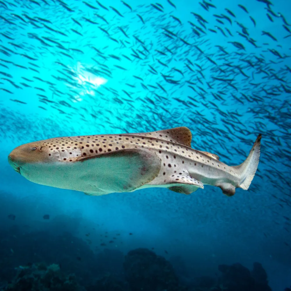 Shark | SEA LIFE Aquarium