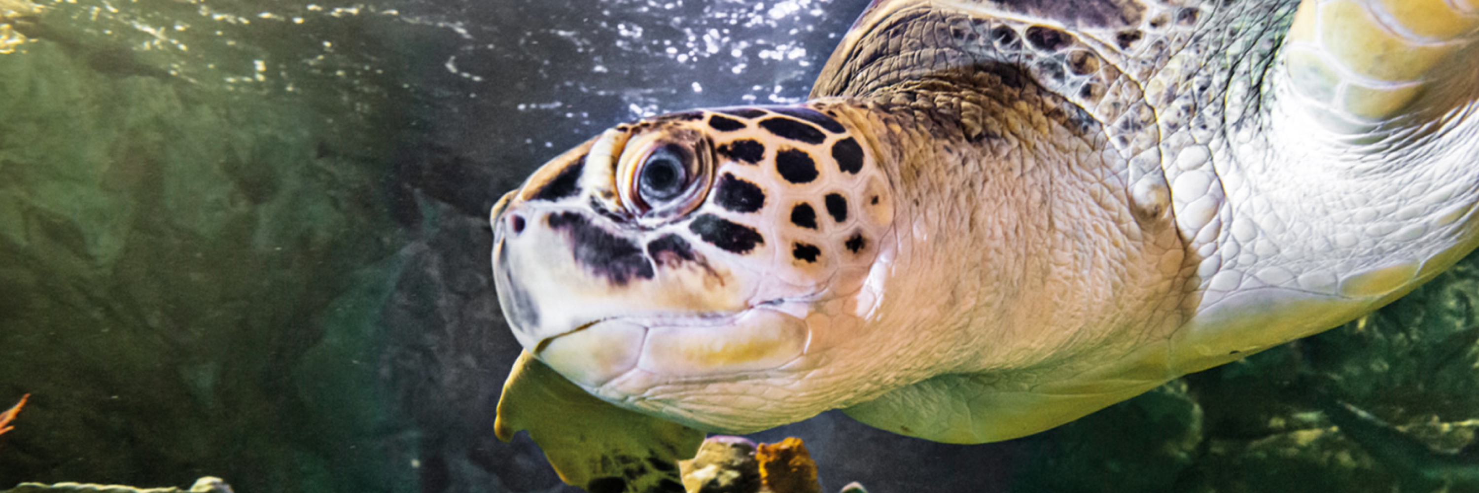 Sea Turtle 3000X1000 | SEA LIFE Aquarium