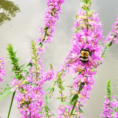 Purple Loosestrife Invasive Species In Michigan | SEA LIFE Michigan Aquarium