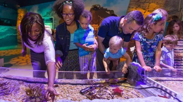 Touchpool | SEA LIFE Aquarium