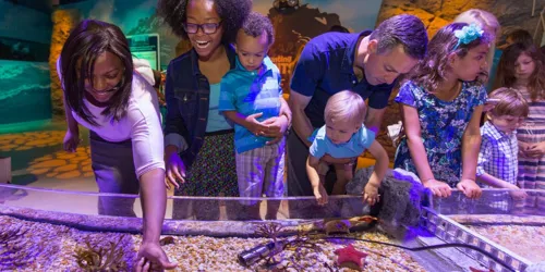 Touchpool | SEA LIFE Aquarium