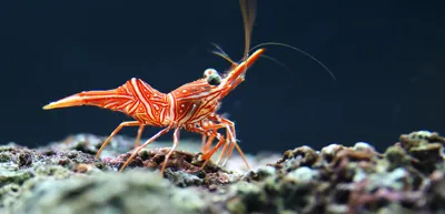 Shrimp | SEA LIFE Aquarium