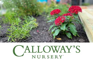 Calloways Nursey X SEA LIFE (1)