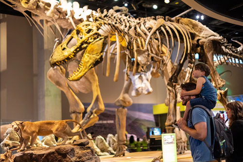 Dinosaur skeletons at Perot Museum of Nature and Science