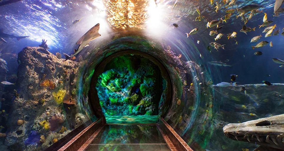 Visit the Dallas Aquarium Tunnel | SEA LIFE Grapevine Mills