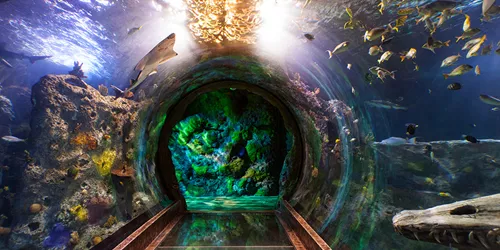 Ocean Tunnel | SEA LIFE Aquarium 